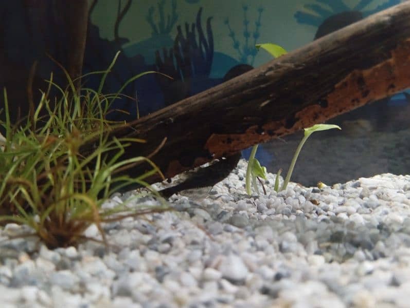 Family of Guppies, tetras, zebra danios and pleco with aquarium 3