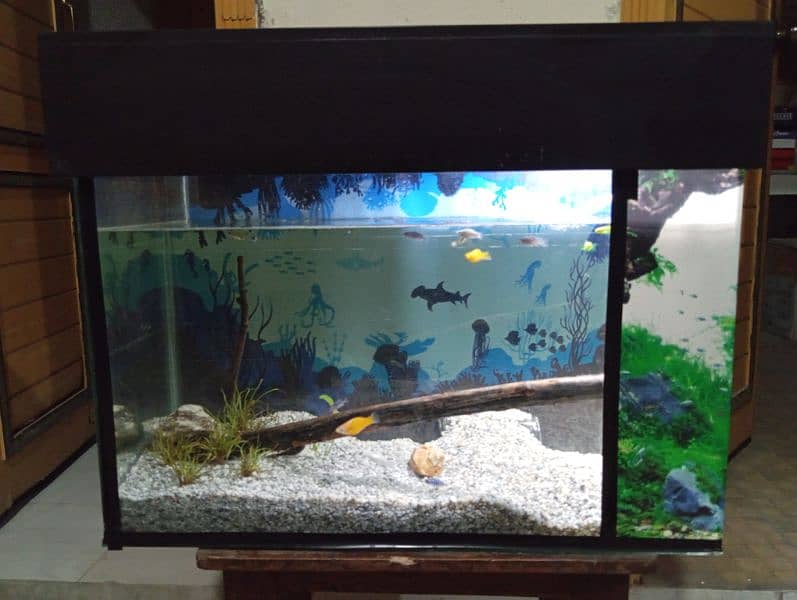 Family of Guppies, tetras, zebra danios and pleco with aquarium 0