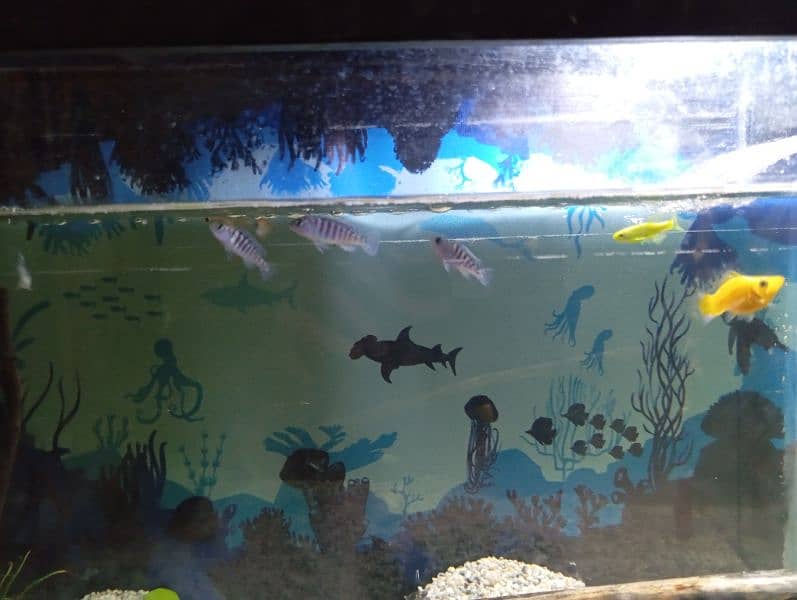 Family of Guppies, tetras, zebra danios and pleco with aquarium 7