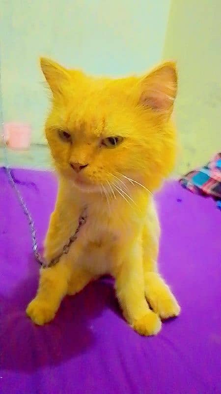 Persian cat for sale. Friendly and healthy. Vacinet and liter trained 1