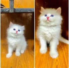 Persian cat sale raabta number 03287625932 WhatsApp