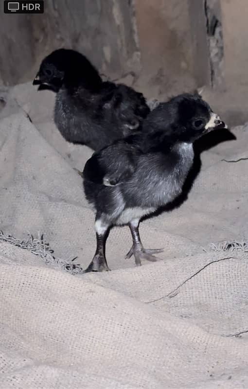 Dragon Eyes Chicks Available 2