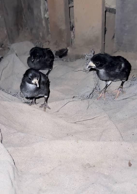 Dragon Eyes Chicks Available 3