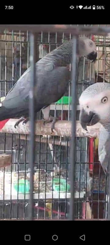 Grey Parrot Captive Pair Sun Conure Pair 0