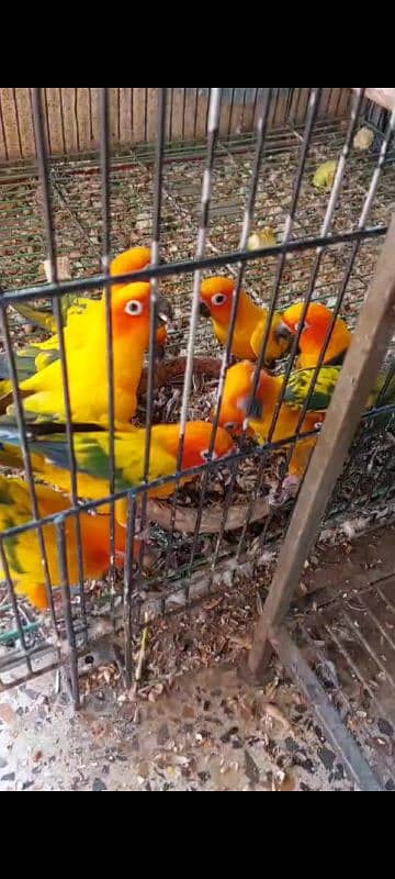 Grey Parrot Captive Pair Sun Conure Pair 3