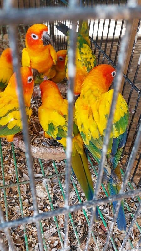 Grey Parrot Captive Pair Sun Conure Pair 5