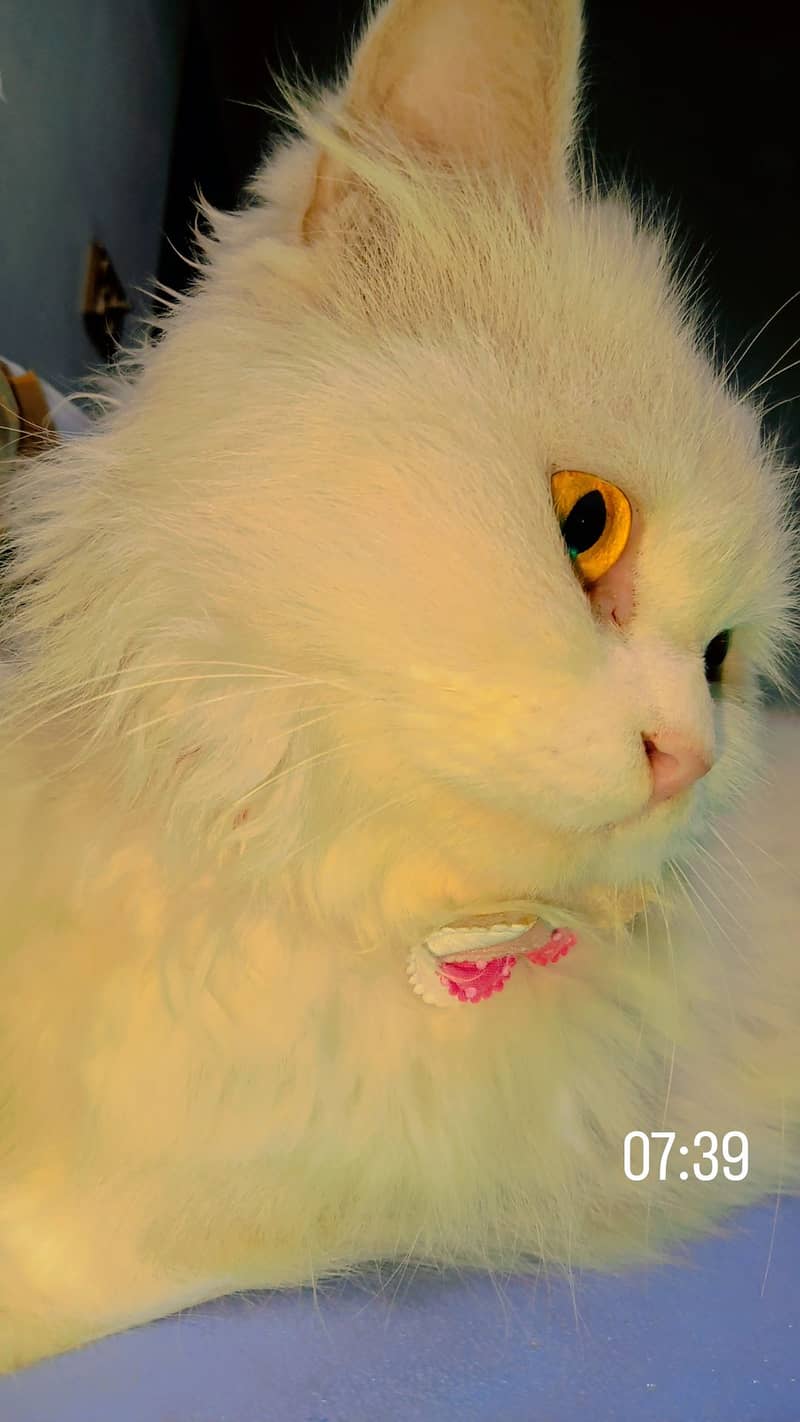 Female Persian 0