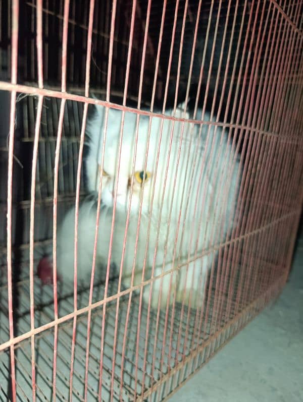 punch face persian male for sale 1