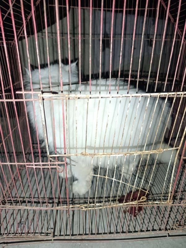 punch face persian male for sale 6