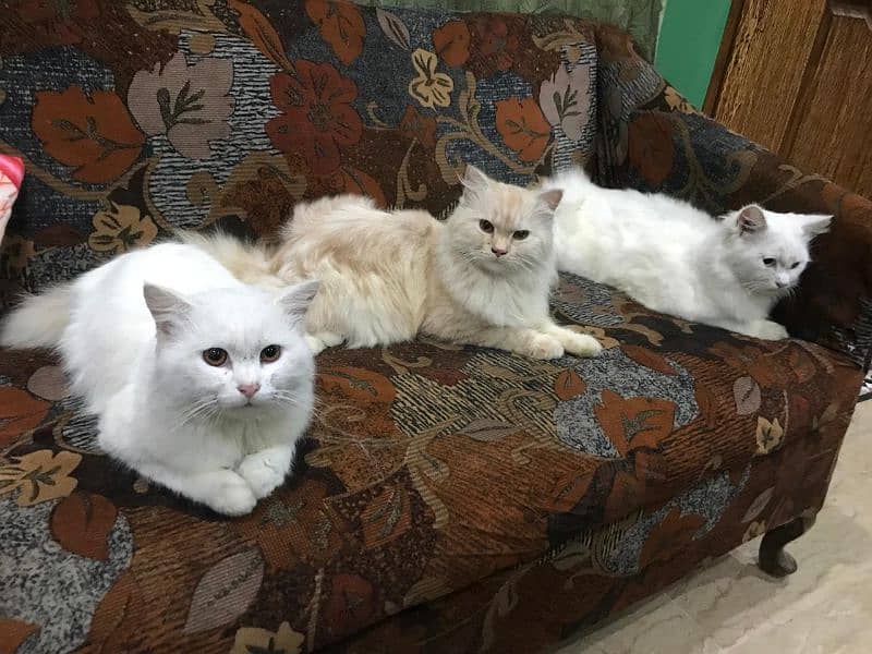 Persian / Kitten / Triple coat / Cute Cat / Fluffy Cat / small kitten 0