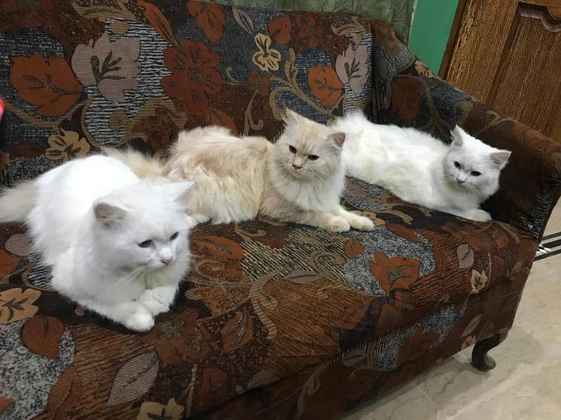 Persian / Kitten / Triple coat / Cute Cat / Fluffy Cat / small kitten 1