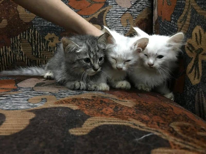 Persian / Kitten / Triple coat / Cute Cat / Fluffy Cat / small kitten 2