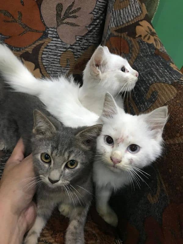 Persian / Kitten / Triple coat / Cute Cat / Fluffy Cat / small kitten 3