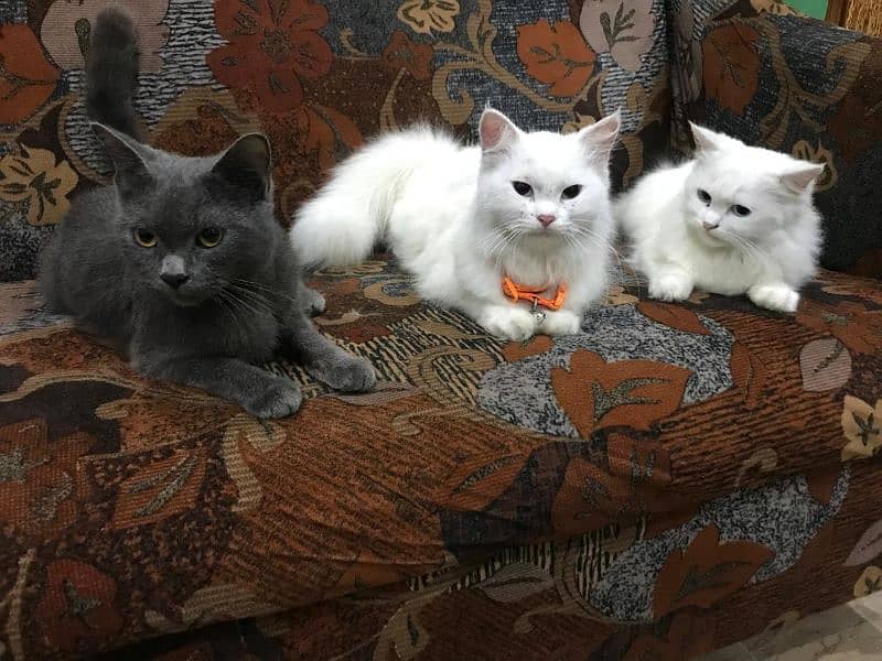 Persian / Kitten / Triple coat / Cute Cat / Fluffy Cat / small kitten 4