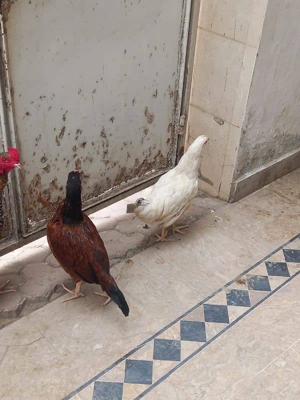 aseel cock & hen, 1 desi hen 0