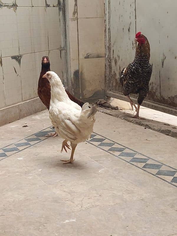 aseel cock & hen, 1 desi hen 1