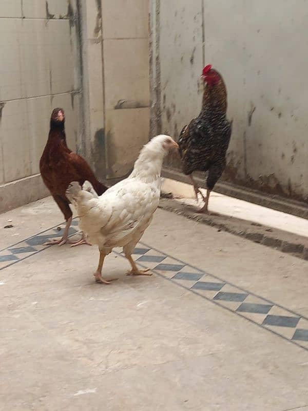 aseel cock & hen, 1 desi hen 2