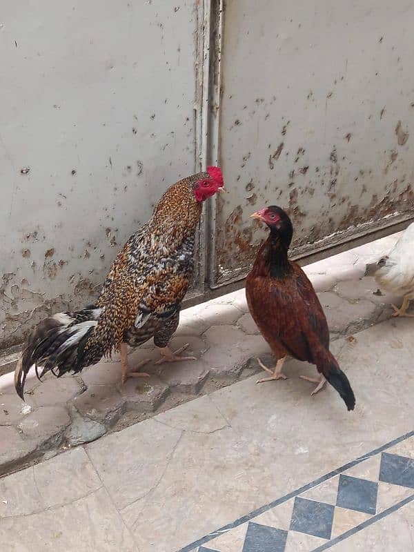 aseel cock & hen, 1 desi hen 3