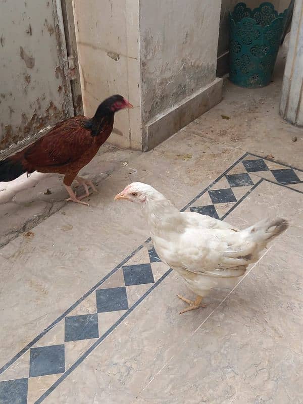 aseel cock & hen, 1 desi hen 4