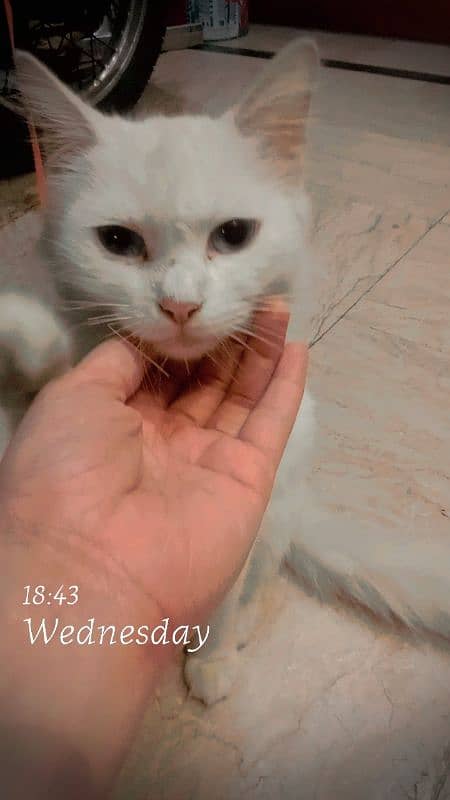 cats for sale 2