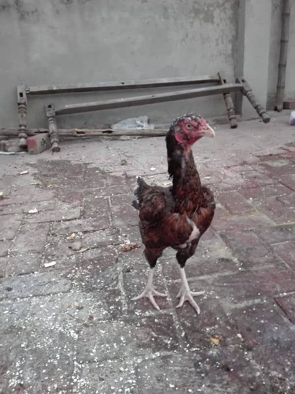 Hera Aseel ka Cross Chick for sale 2