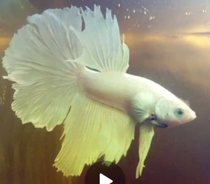 Exotic Betta Fish Available 0