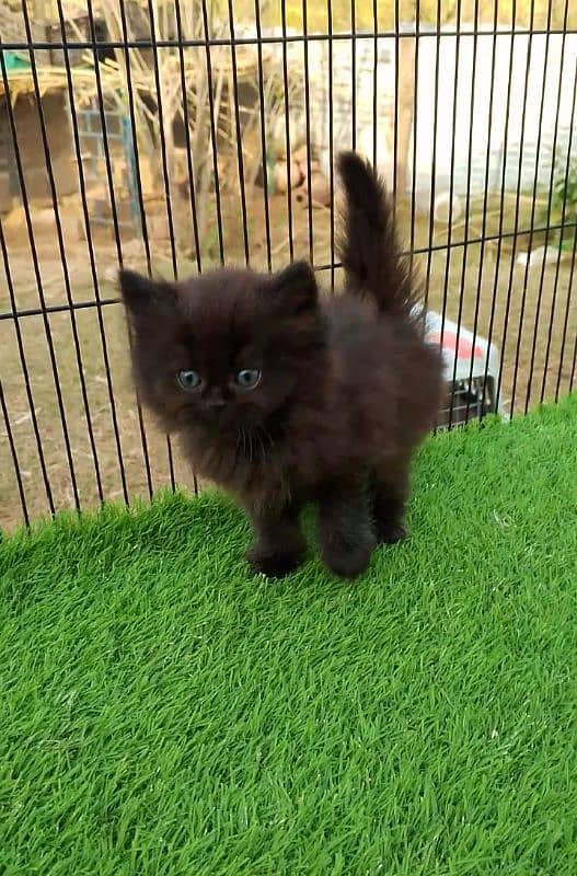 black Persian kitten for sale 0