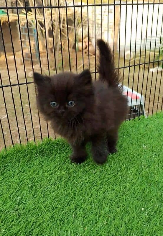 black Persian kitten for sale 1