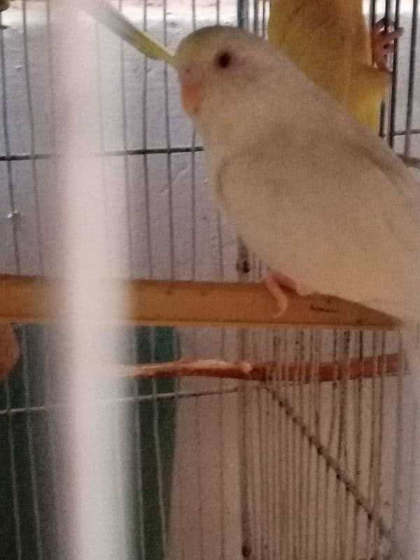 Budgie for sale 1