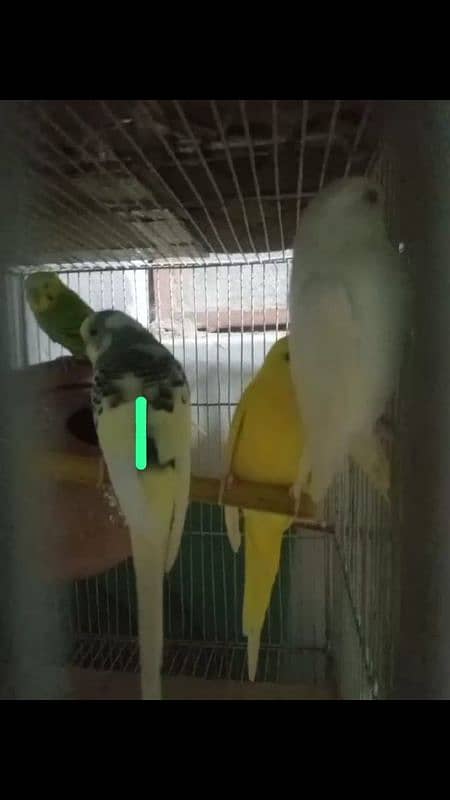 Budgie for sale 2