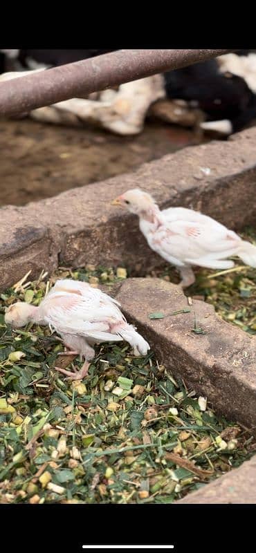 Heera chicks and Breeder for sale 0