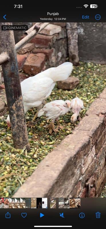 Heera chicks and Breeder for sale 1