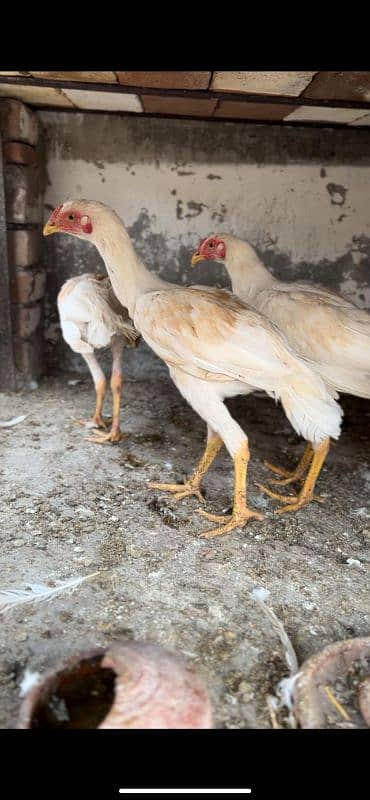 Heera chicks and Breeder for sale 2