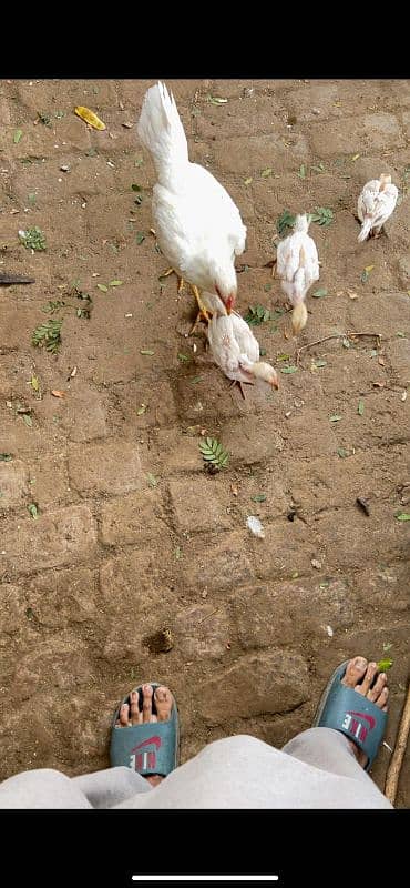 Heera chicks and Breeder for sale 6