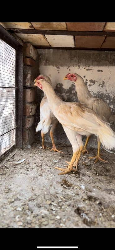 Heera chicks and Breeder for sale 9