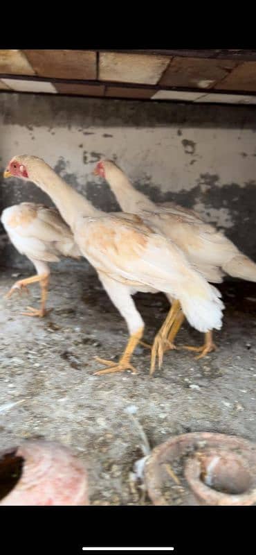 Heera chicks and Breeder for sale 10