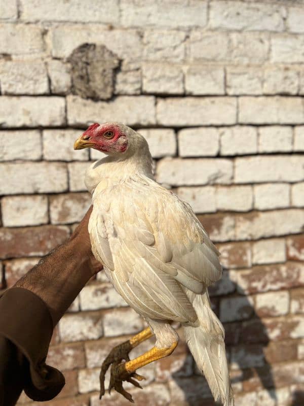 Heera chicks and Breeder for sale 11