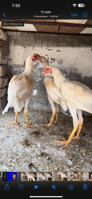 Heera chicks and Breeder for sale 15