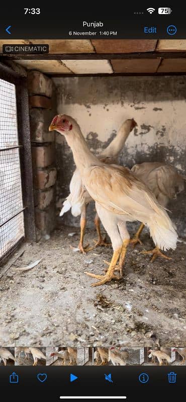 Heera chicks and Breeder for sale 16