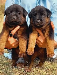 Garman shepherd puppies for sale 03287576736 call wahtasp