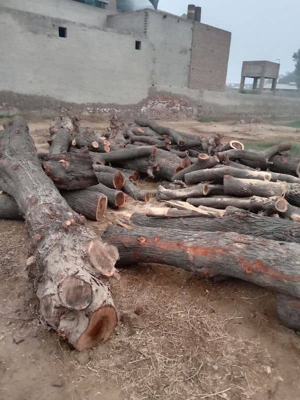 Mughal Timber Marchant & Ara Markit 12