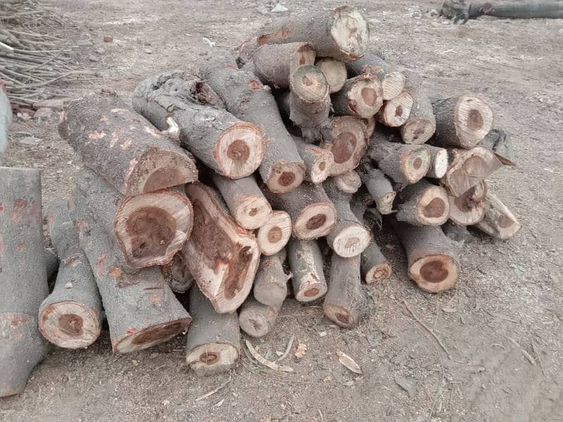 Mughal Timber Marchant & Ara Markit 15