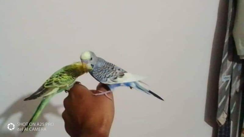 Indoor hand tame Australian parrots 3