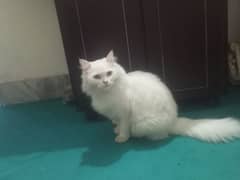 pershine cate female for sale