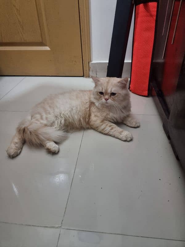 persian male cat 4