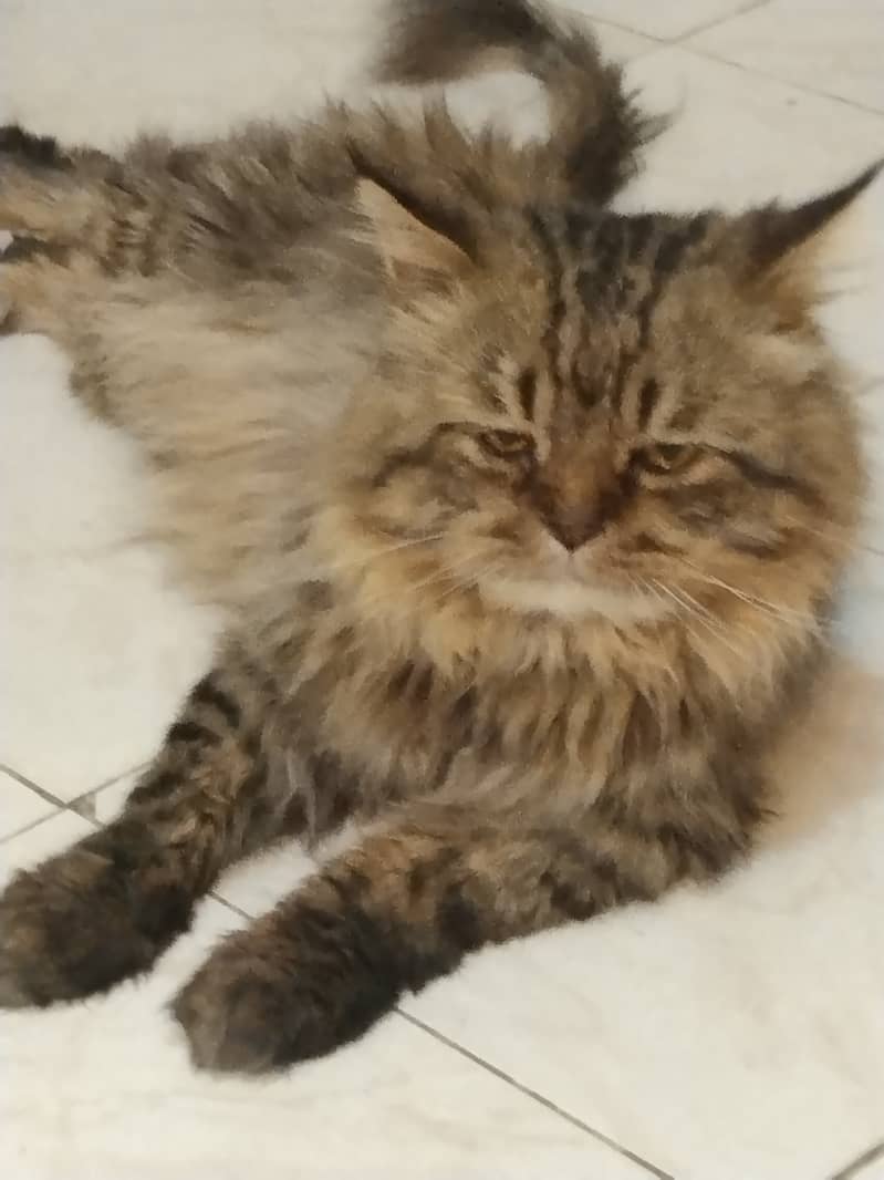 Persian cat 1