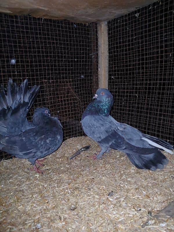 Indian Fantail Pigeon Pair 0