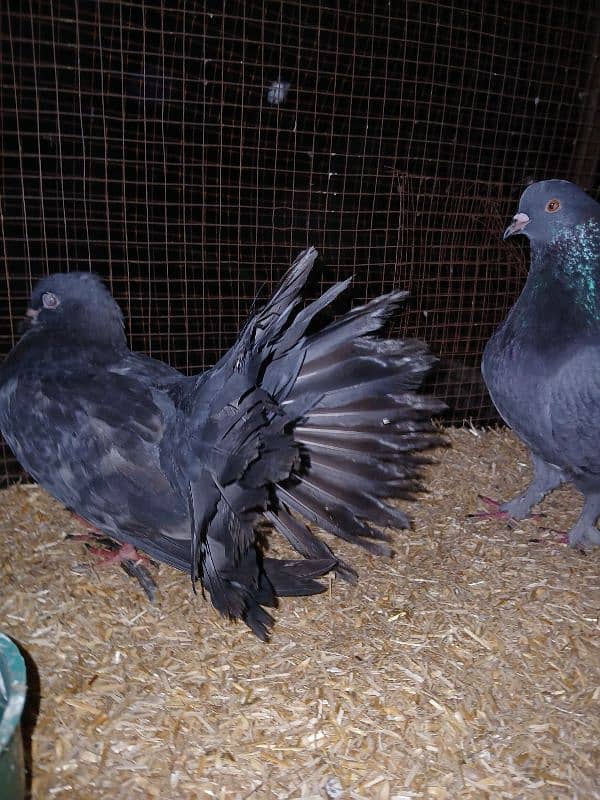 Indian Fantail Pigeon Pair 2