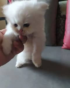 Persian kitten for urgent sale raabta number 03287625932 WhatsApp