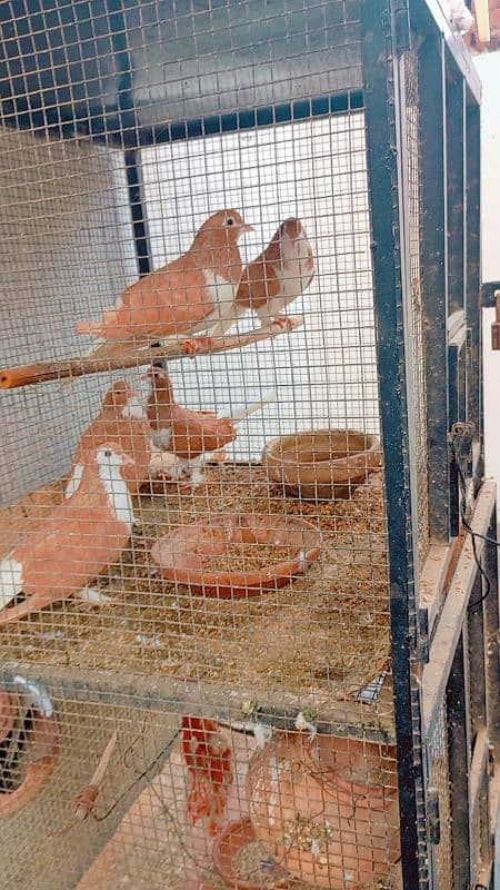 cocktail Australian parrots and brown pigeon's for sale 3